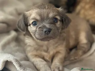 Mixed Breed dogs Beautiful Chihuahua x Puppies - Advert 1