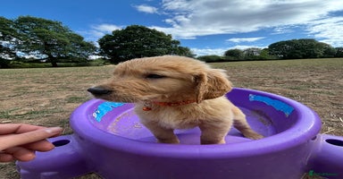 Golden Retriever dogs - Advert 8