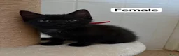 Domestic Shorthair cats for sale: 4 adorable kittens looking for new homes - Advert 19
