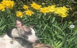 Whippet dogs for sale: Whippet  - Image 3