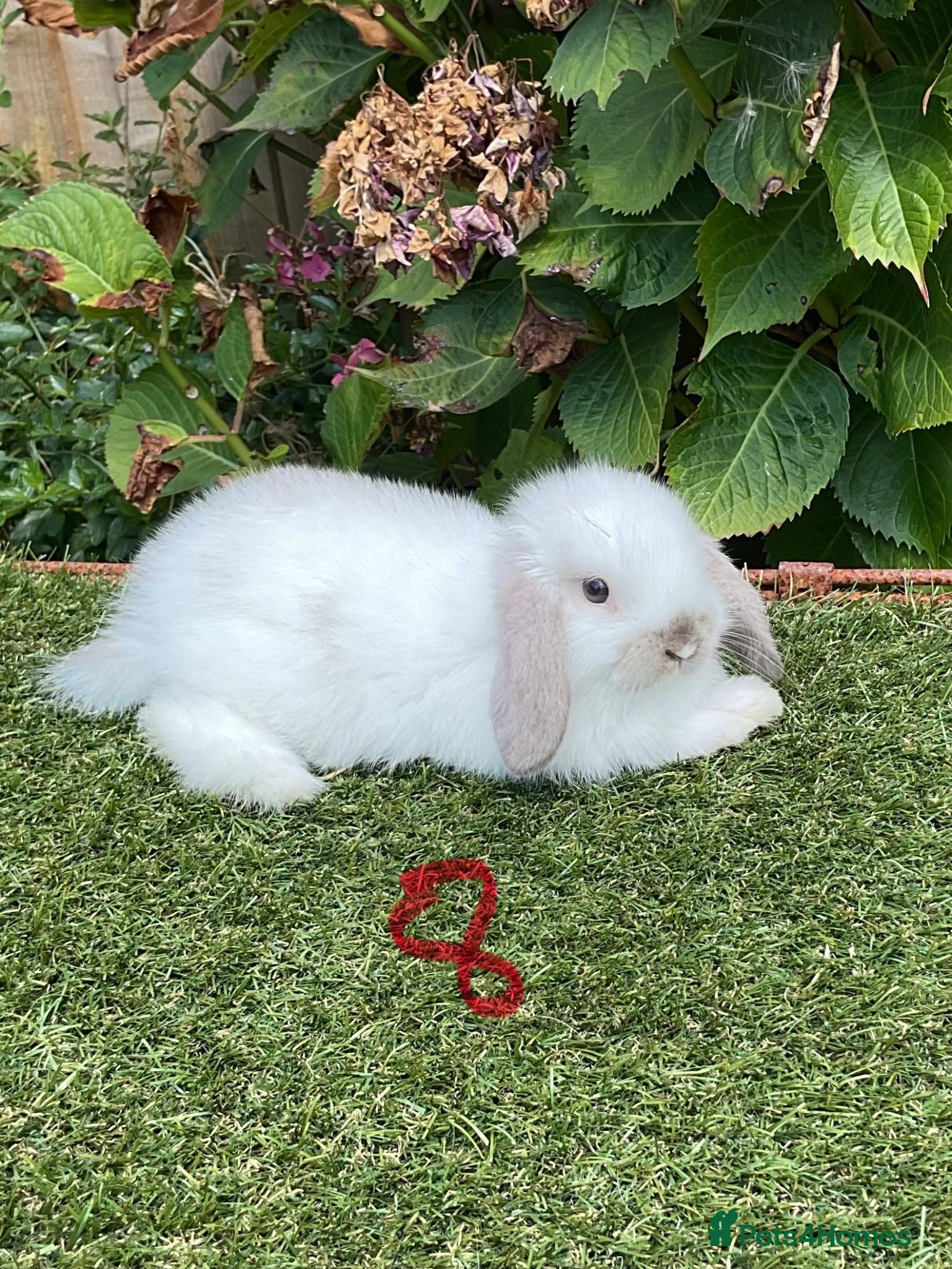 Mini Lop rabbits Pure bred mini lops .3 females available. - Advert 1