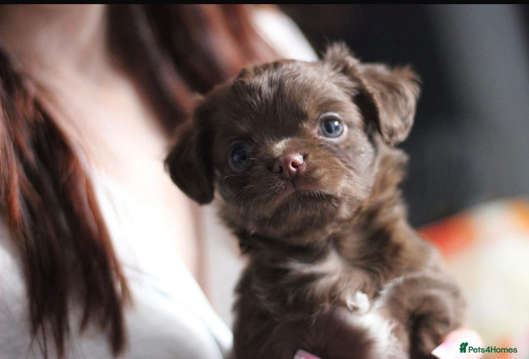 Chihuahua dogs for sale: 💙🐾🐶KC registered long coat boy (reserved)🐾 💙  - Image 2