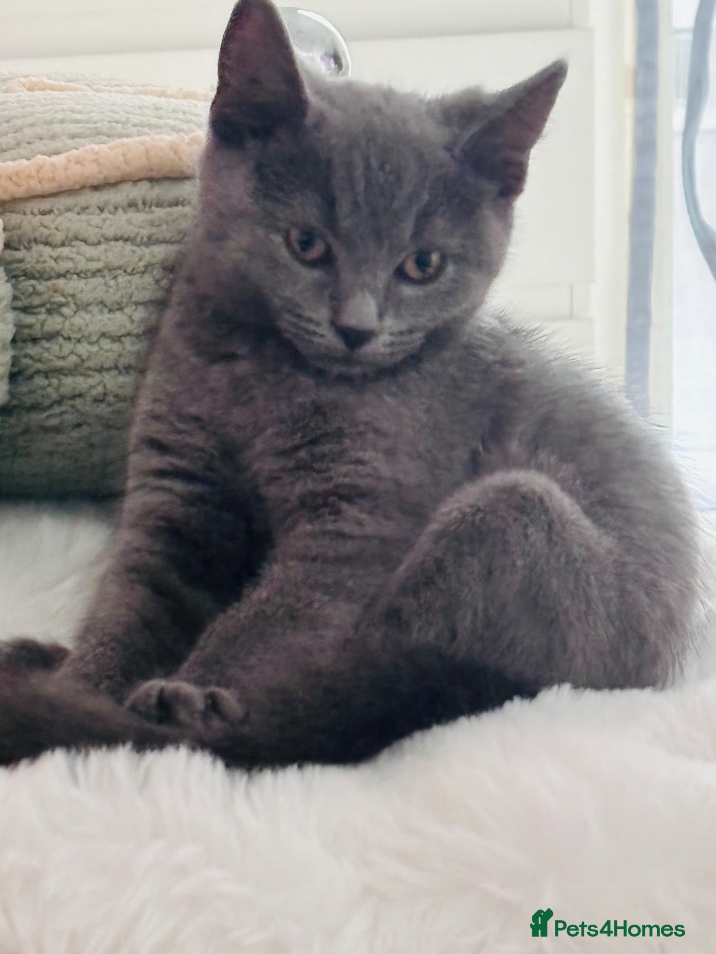 British Shorthair cats Male British blue shorthair kitten  - Advert 3