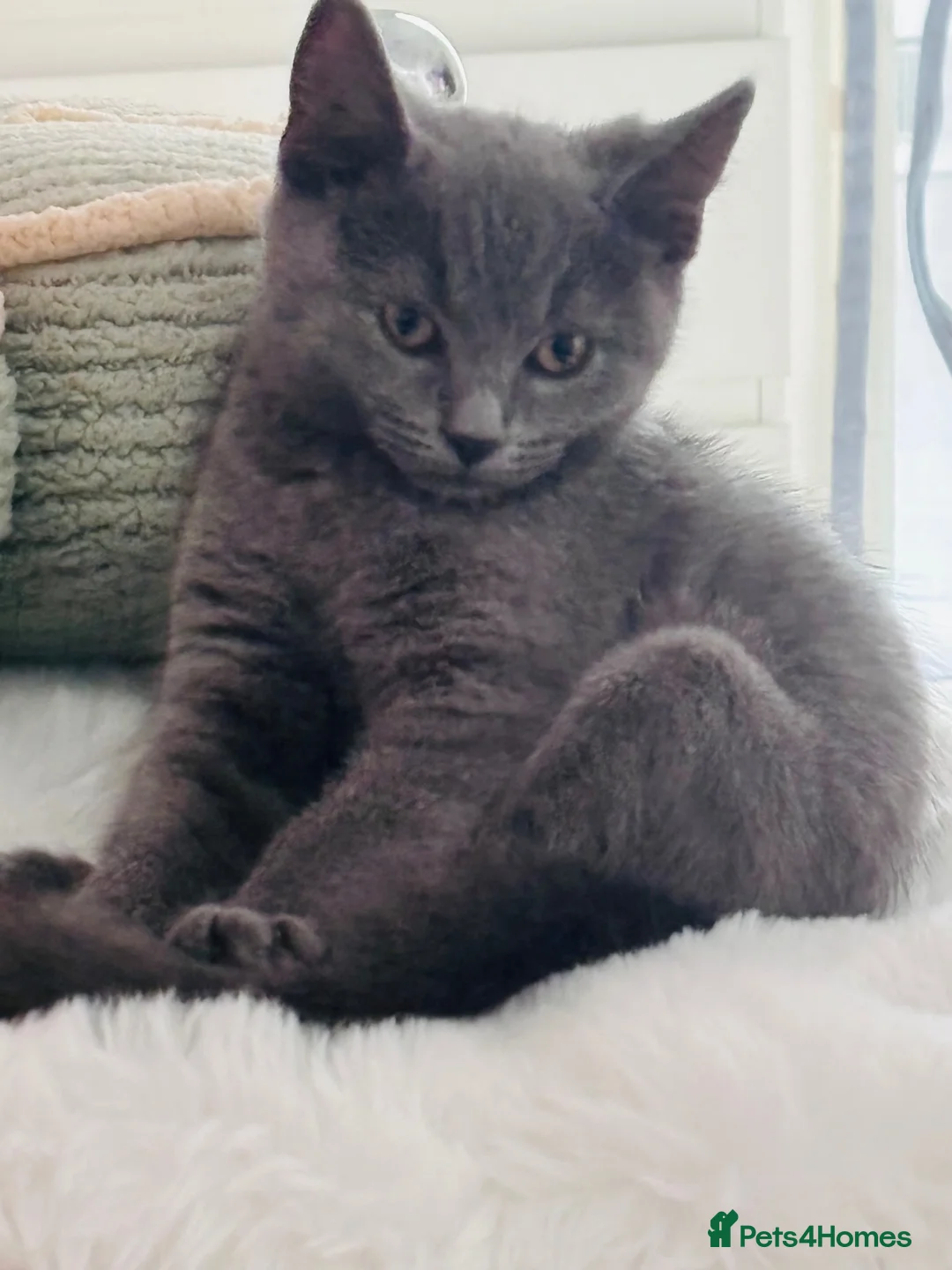 British Shorthair cats for sale: Male British blue shorthair kitten  - Advert 1