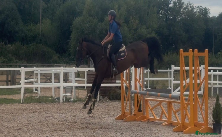 English Thoroughbred horses - Advert 1