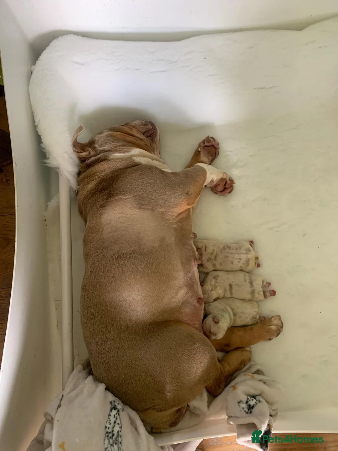 English Bulldog dogs for sale: Rare Lilac/ silver Merle Bulldog Pups - Advert 2
