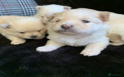 Pomeranian dogs for sale: Pure Pomeranian Puppies - Image 3