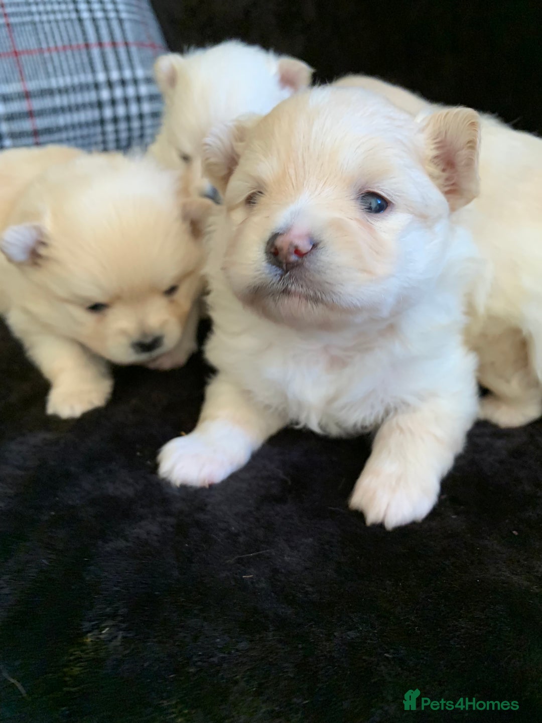 Pomeranian dogs for sale: Pure Pomeranian Puppies - Image 3
