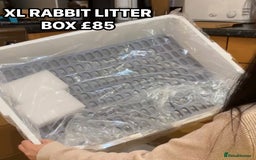 English Lop rabbits for sale: New Home for Milo - Image 1