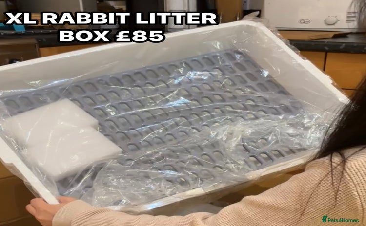 English Lop rabbits - Advert 10