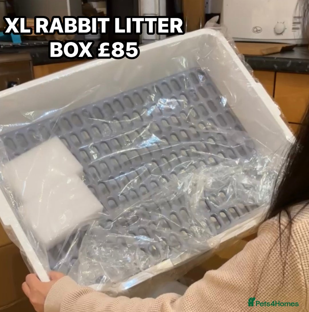 English Lop rabbits for sale: New Home for Milo - Image 1