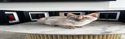 Bengal cats for sale: Snow Lynx Bengal - Advert 6