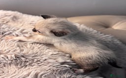 Persian cats for sale: Adorable Persian × Bengal Kittens  - Image 2
