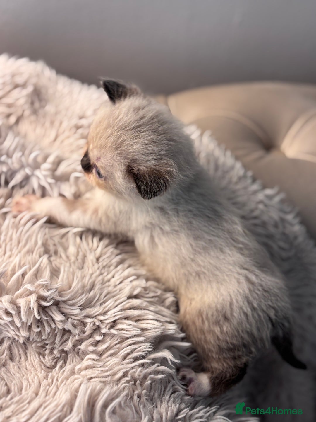 Persian cats for sale: Adorable Persian × Bengal Kittens  - Image 2