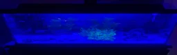 Other/Mixed Breed fish for sale: 105 litre full tropical fish tank set up  - Advert 4