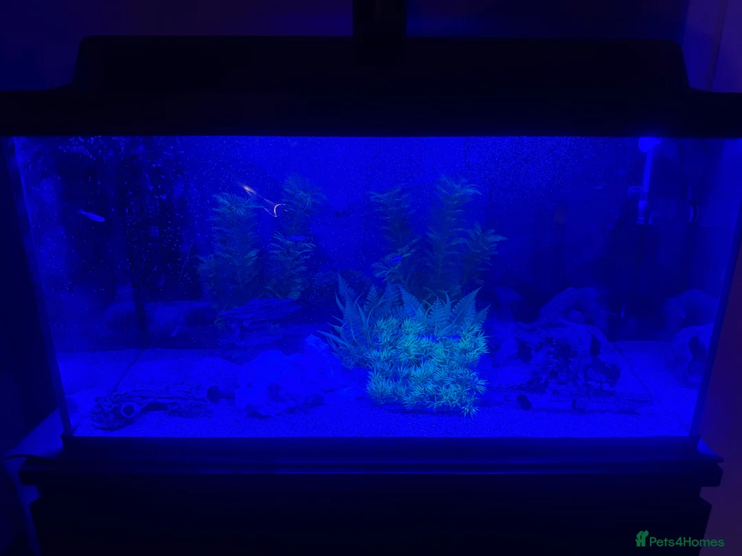 Other/Mixed Breed fish for sale: 105 litre full tropical fish tank set up  - Advert 4