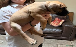 Boerboel dogs for sale: Ysterberg line Boerboel puppies  - Advert 5