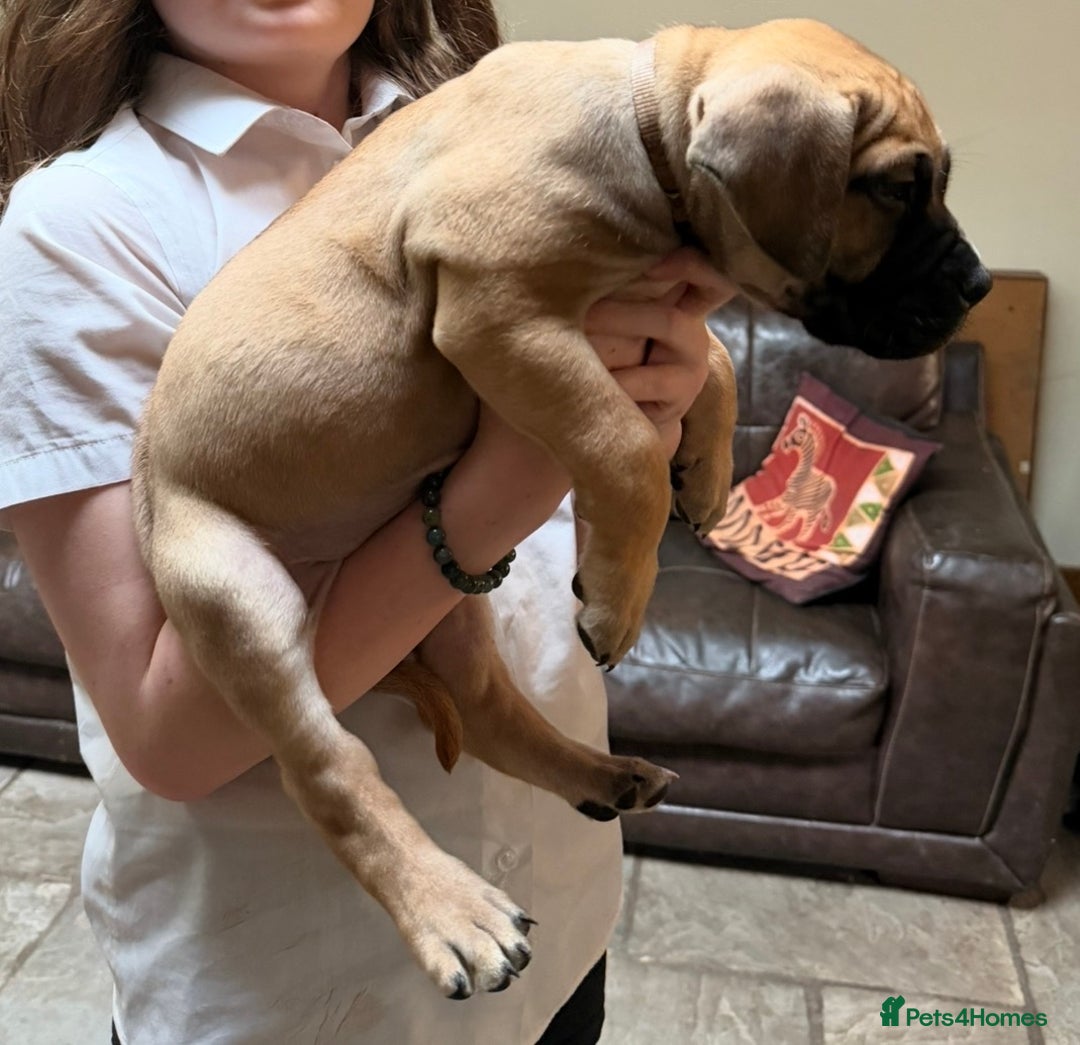 Boerboel dogs for sale: Ysterberg line Boerboel puppies  - Advert 5