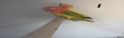 Lovebirds birds for sale: Stunning Various Baby Lovebirds  - Advert 2