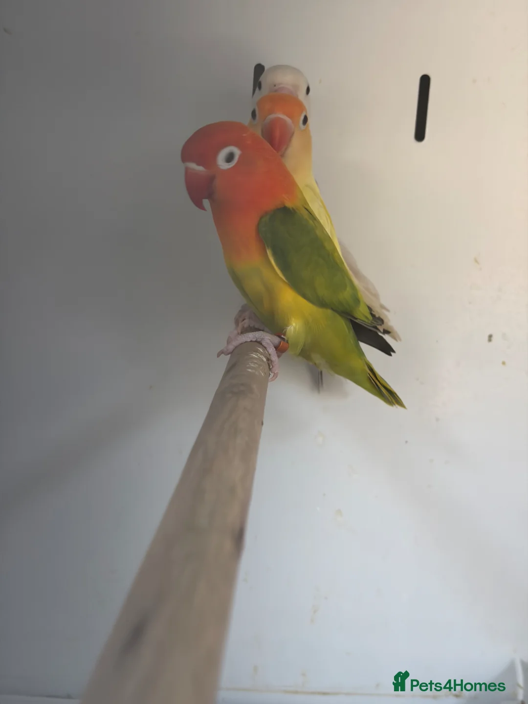 Lovebirds birds for sale: Stunning Various Baby Lovebirds  - Advert 2