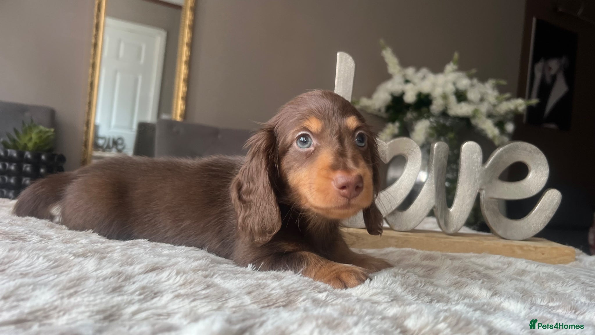 Miniature Dachshund dogs 🐾 Stunning Chocolate Cream Mini Longhair Boys ✨🐶 - Advert 8