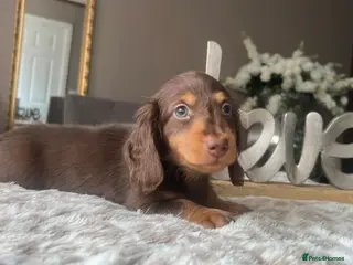 Miniature Dachshund dogs 🐾 Stunning Chocolate Cream Mini Longhair Boys ✨🐶 - Advert 8