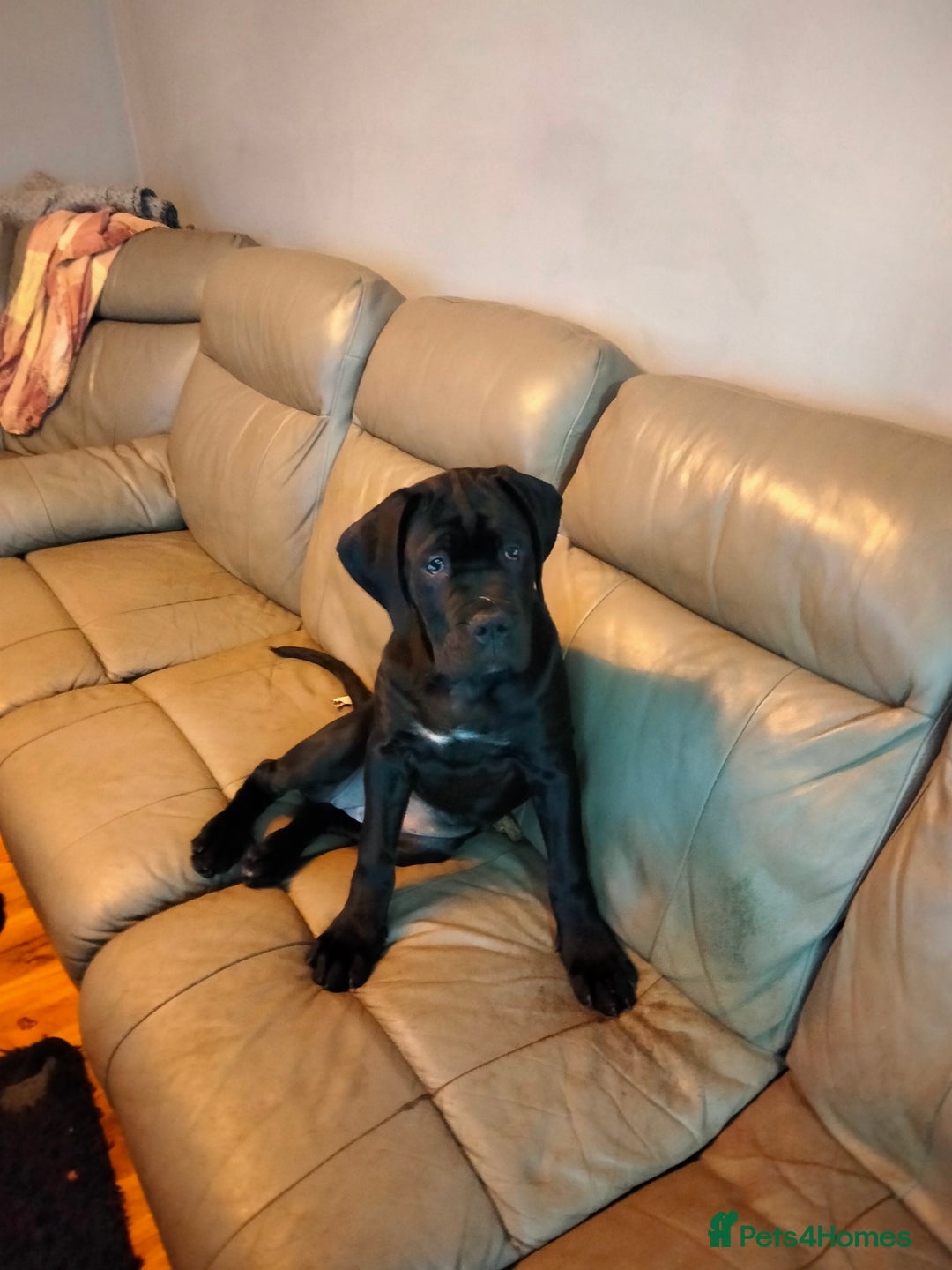 Cane Corso dogs for sale: Cane Corso XL Boy 22/12/2025 - Advert 38