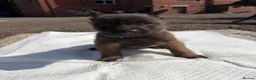 Belgian Shepherd Dog dogs for sale: Mali puppies  in Bishop Auckland - Advert 27