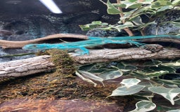 Iguana reptiles for sale: Stunning young blue iguana  - Image 5