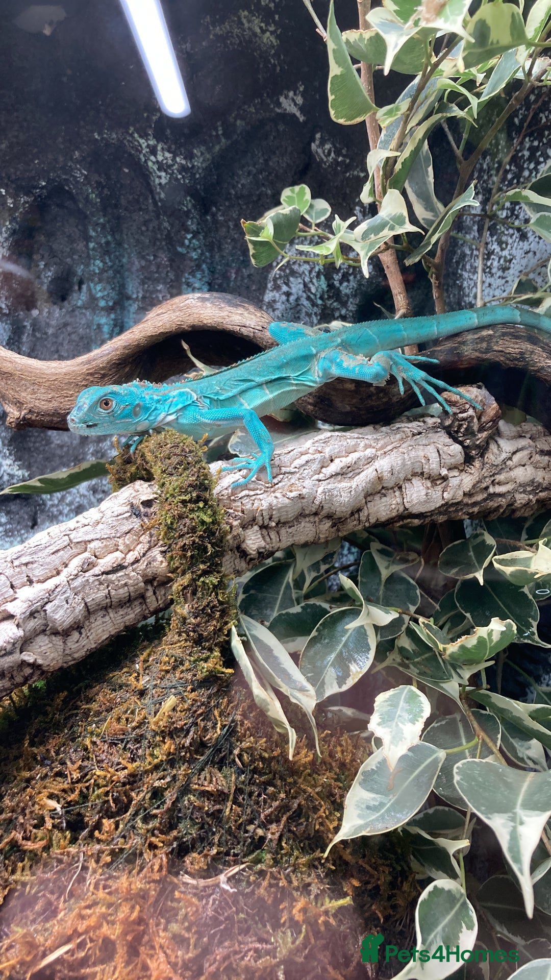 Iguana reptiles for sale: Stunning young blue iguana  - Image 5