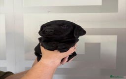 Cockerdor dogs for sale: Cockador puppies  - Image 9