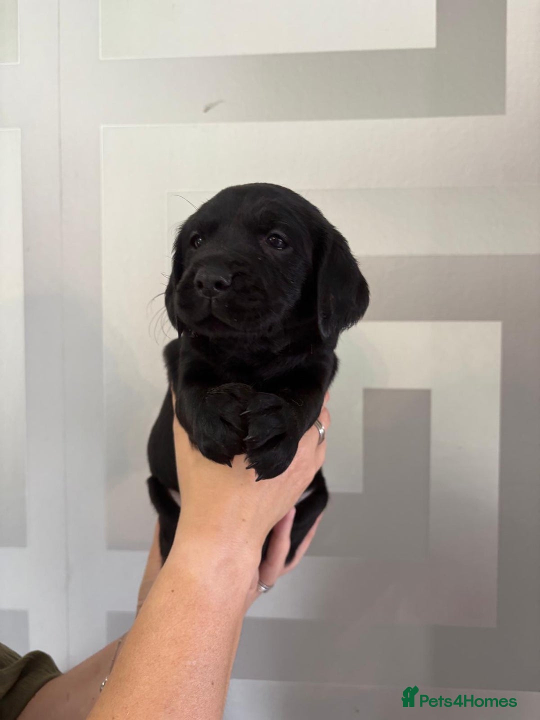 Cockerdor dogs for sale: Cockador puppies  - Image 9