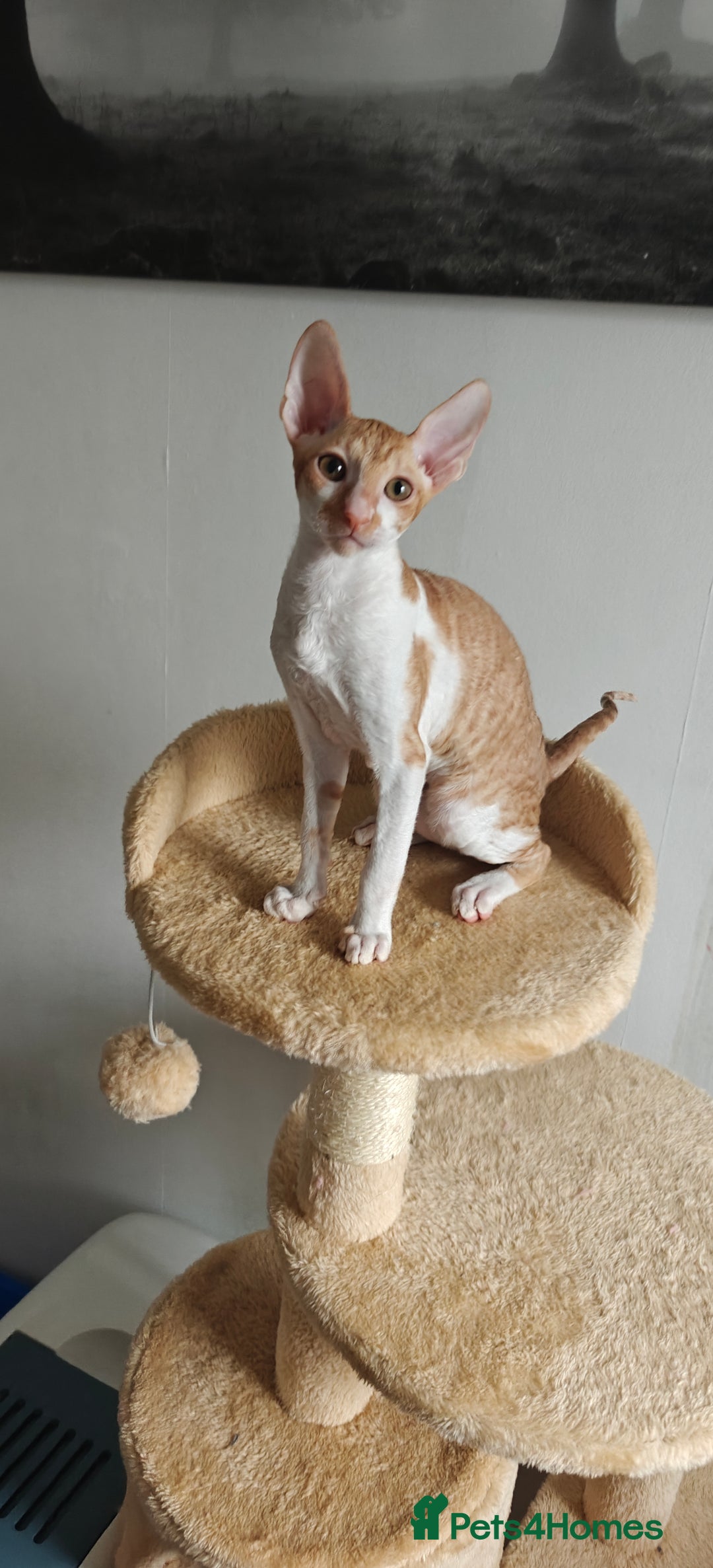 Cornish Rex cats for sale: Cornish Rex Kitten Ready for his new  home! - Advert 13
