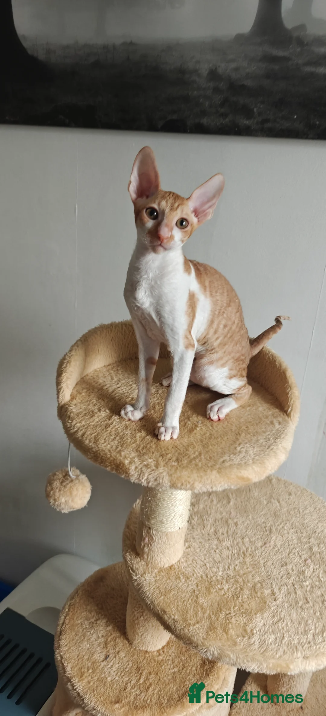 Cornish Rex cats for sale: Cornish Rex Kitten Ready for his new  home! - Advert 14