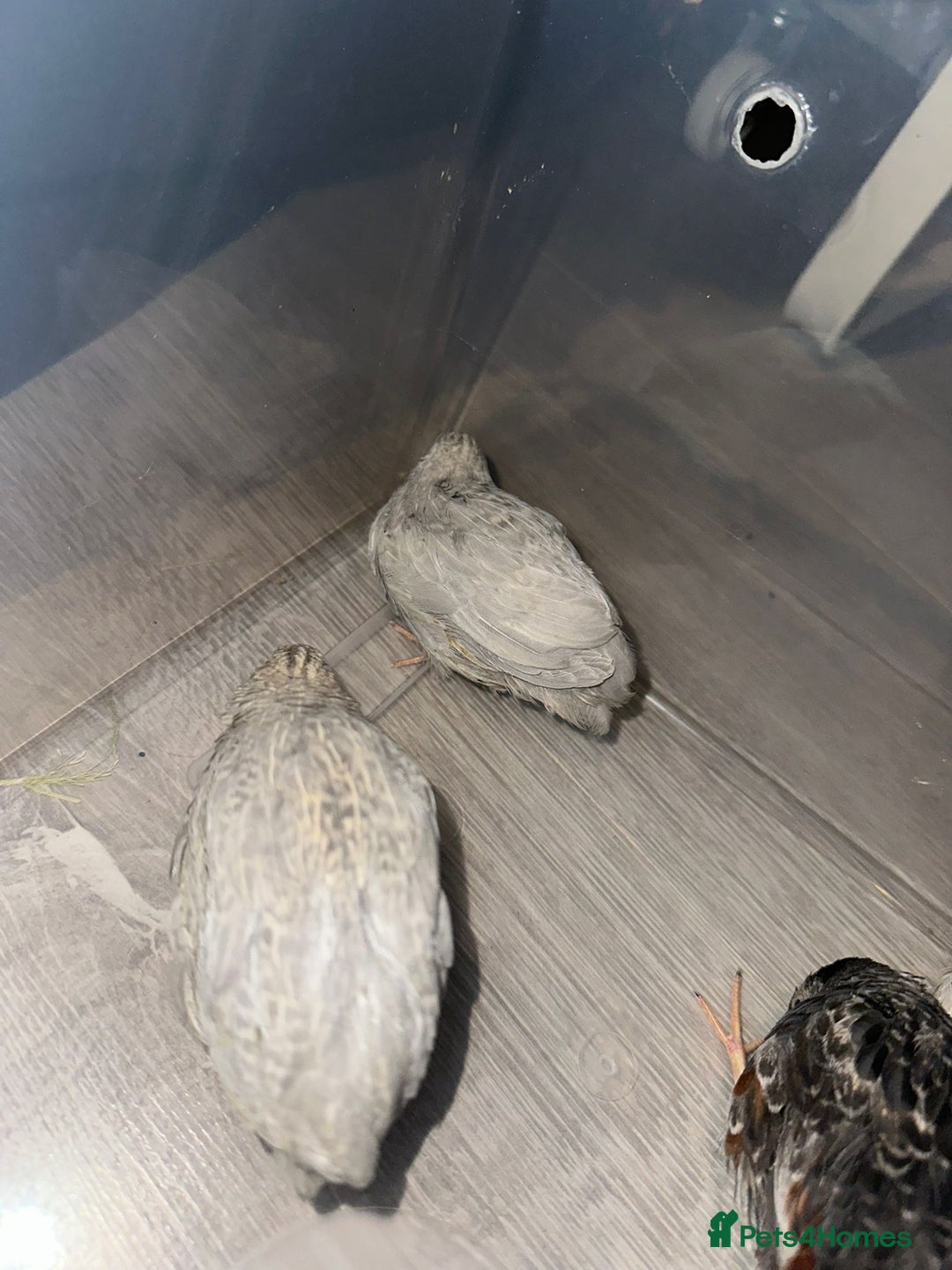 Quail poultry for sale: £5 for all 4 button quails - Advert 5