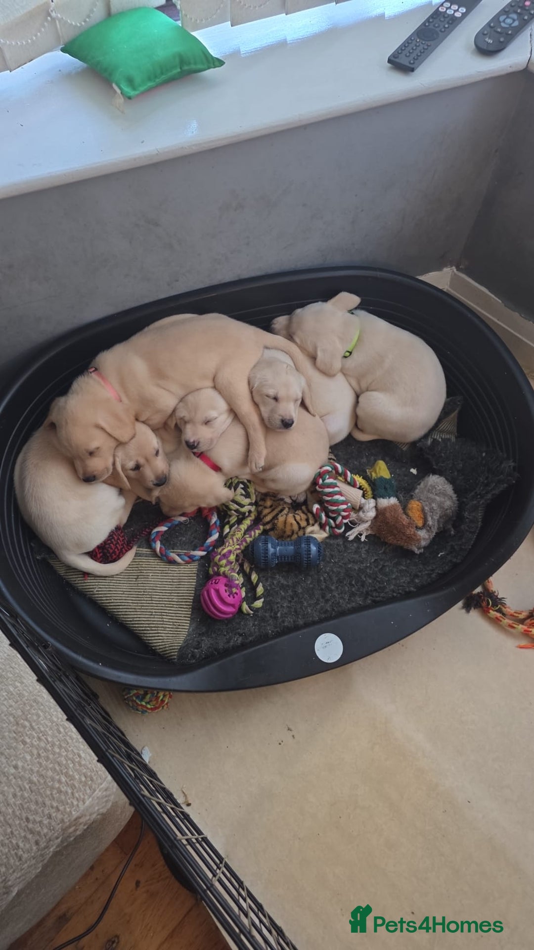 Labrador Retriever dogs for sale: KC registered Labrador puppies needing new homes - Advert 5
