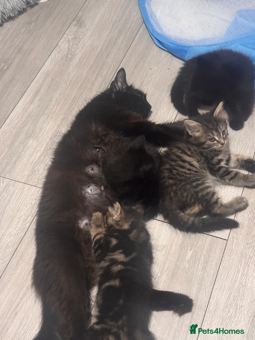 Mixed Breed cats for sale: 4 Domestic Shorthair Kittens in Southall - Advert 2