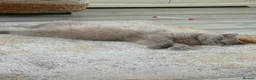British Shorthair cats for sale: Lilac British shorthair GCCF and TICA registered in York - Advert 18