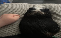 Guinea Pig rodents for sale: Two male boars  - Image 13