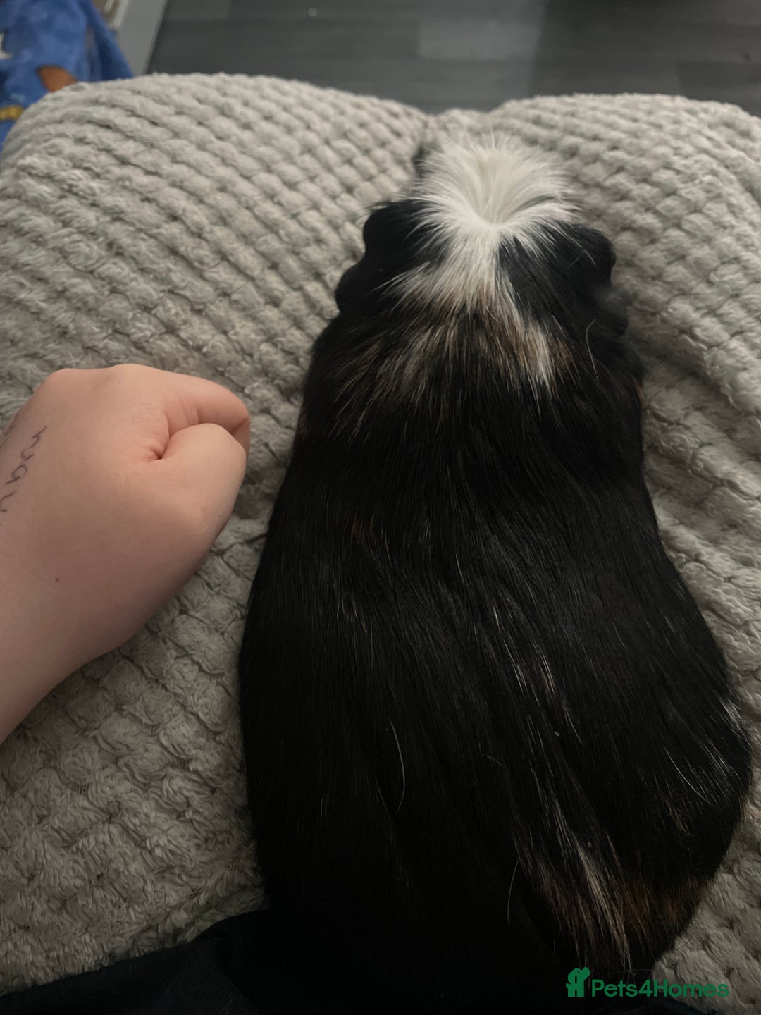 Guinea Pig rodents for sale: Two male boars  - Image 13
