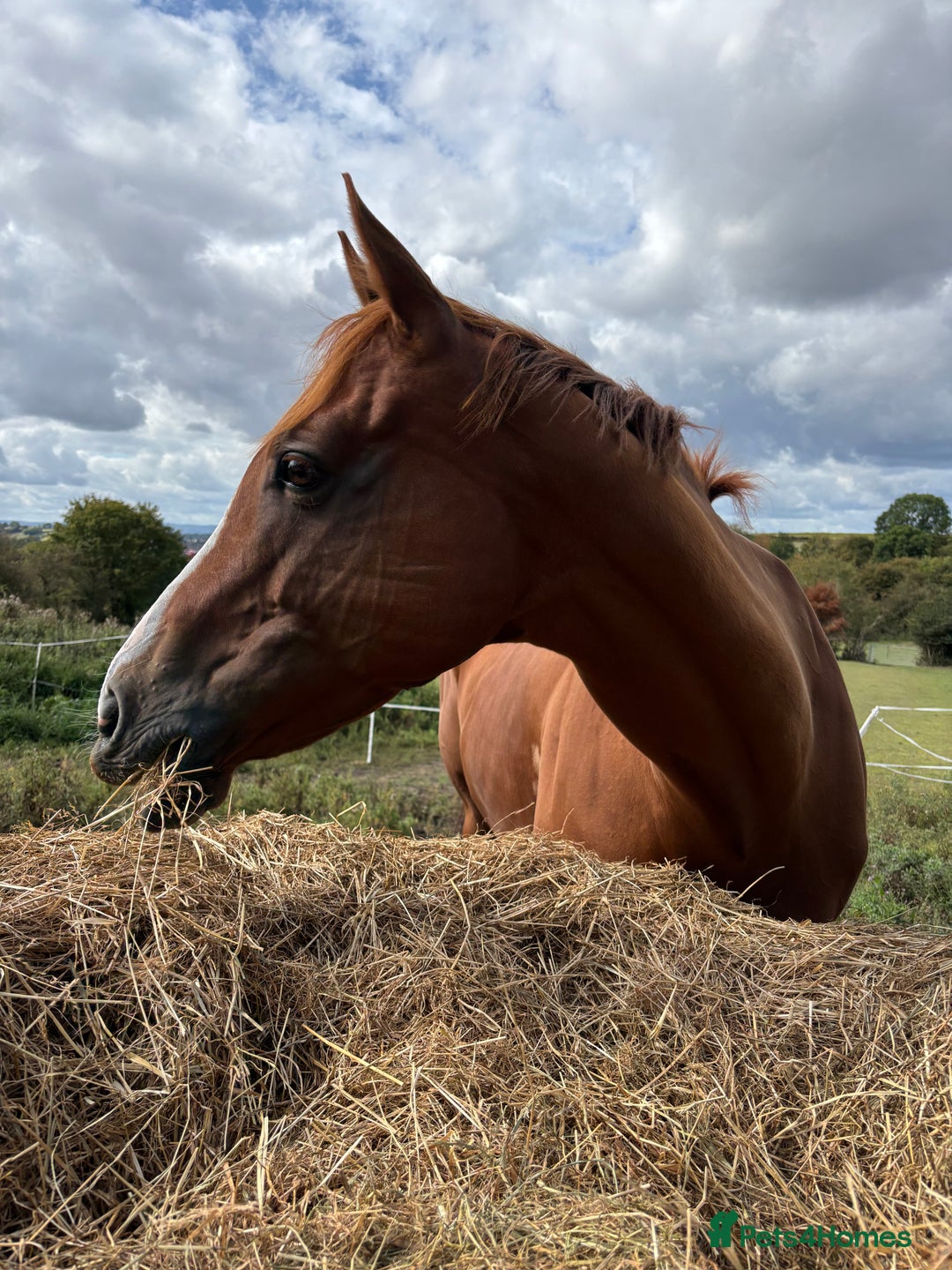 English Thoroughbred horses for sale: 16.2 Chestnut TB Mare - Advert 8