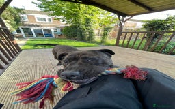 Presa Canario dogs for sale: 5 year old female presa canario  - Image 11