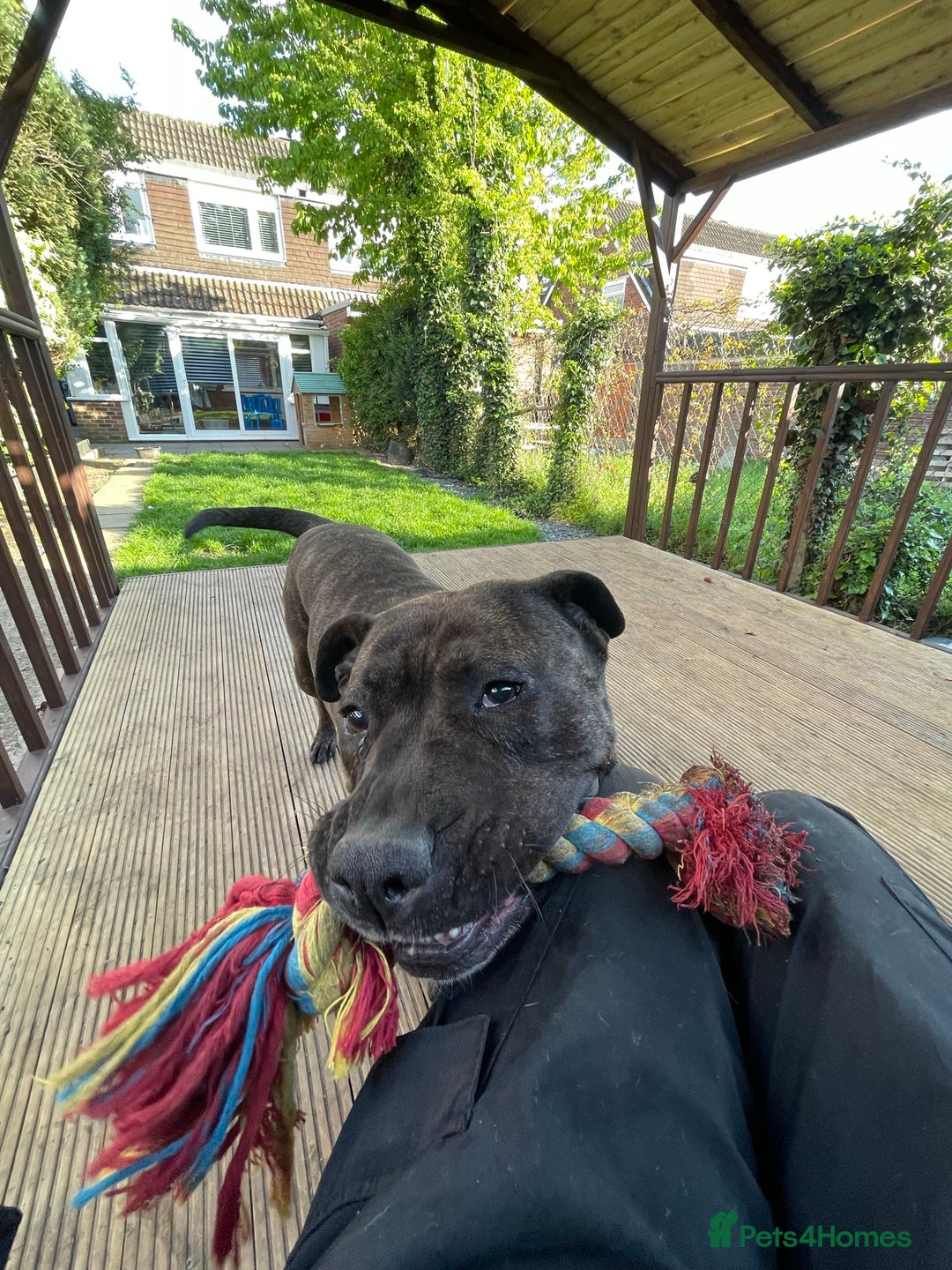 Presa Canario dogs for sale: 5 year old female presa canario  - Image 11