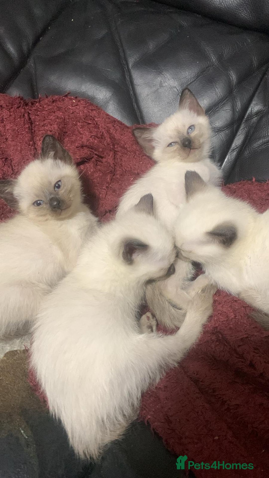 Siamese cats for sale: Siamese  - Advert 9