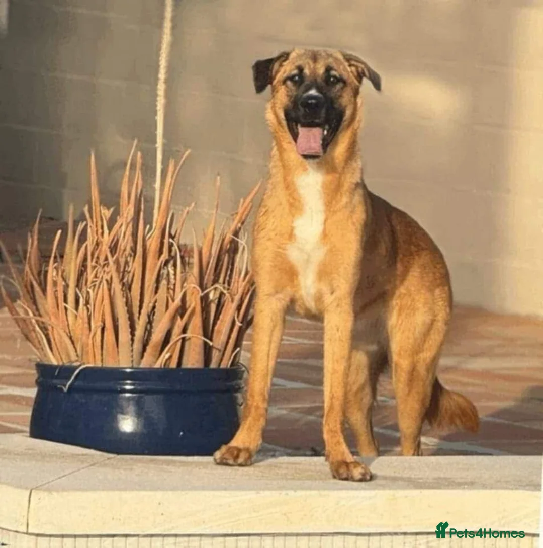 Mixed Breed dogs for adoption: 🐾 Meet Mae❤️ in Hengoed - Advert 1