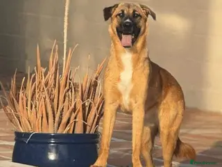 Mixed Breed dogs 🐾 Meet Mae❤️ - Advert 1