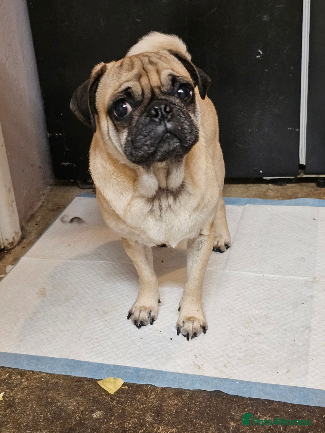 Pug dogs for sale: Gorgeous creamgirl and whiteboy pug ready toleave  - Advert 10