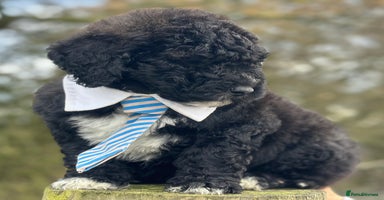 Mixed Breed dogs F1B SAINTBERNADOODLE FULL VET CHECKED ALL HEALTHY - Advert 15