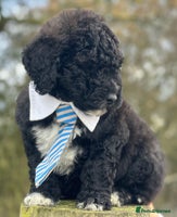 Mixed Breed dogs F1B SAINTBERNADOODLE FULL VET CHECKED ALL HEALTHY - Advert 15