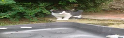 Mixed Breed cats for sale: Lovely black and white female kittens for sale - Advert 4